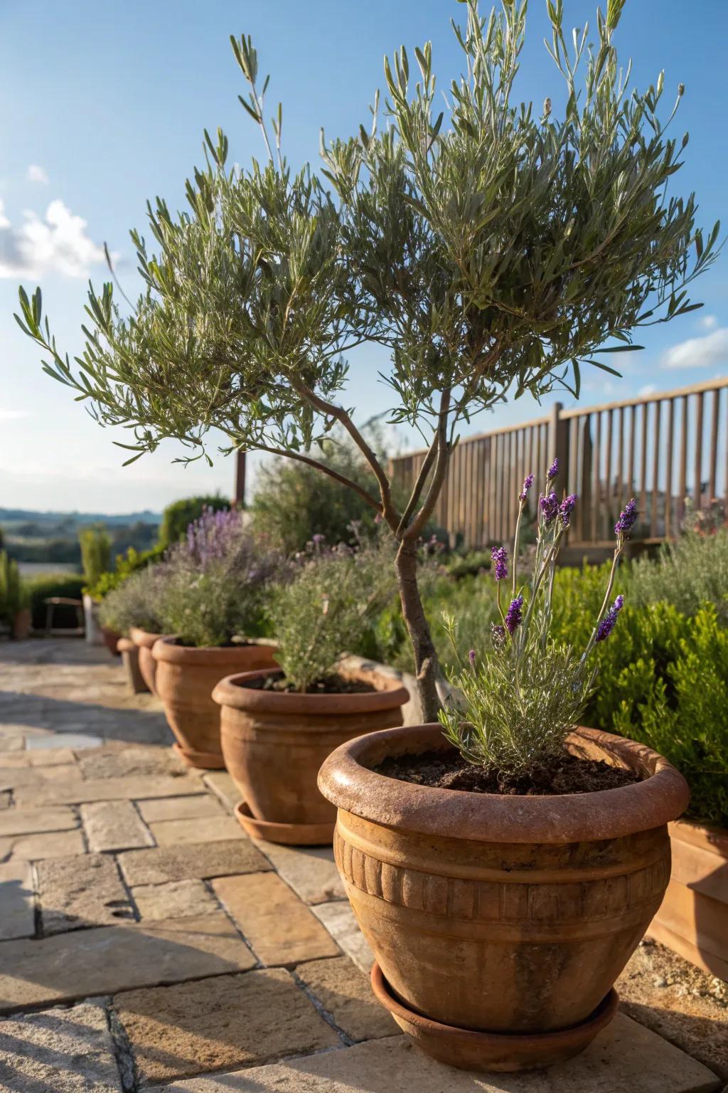 Mediterranean plants add authenticity and fragrance.