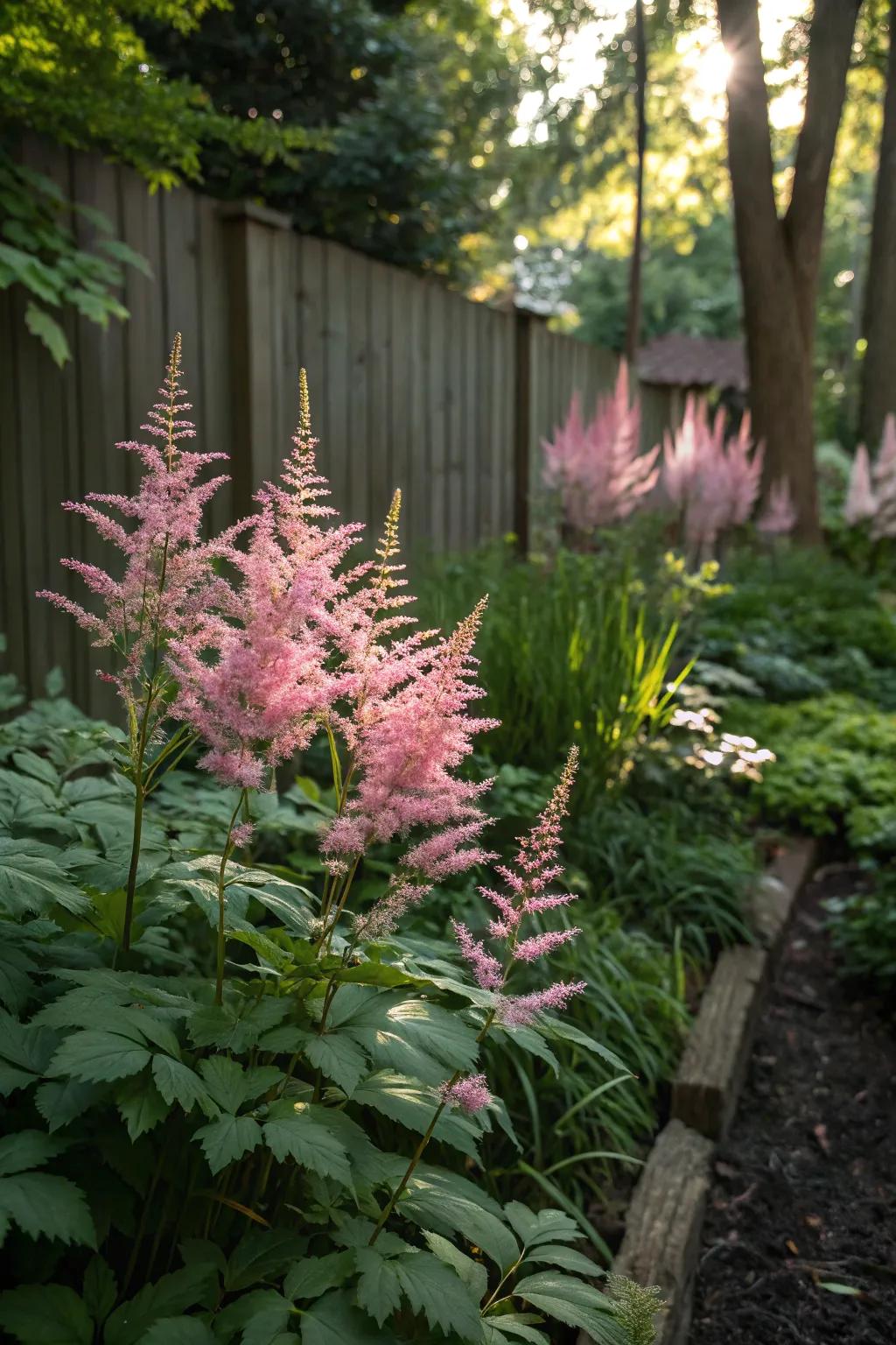 Astilbes bring soft elegance to east-facing gardens.