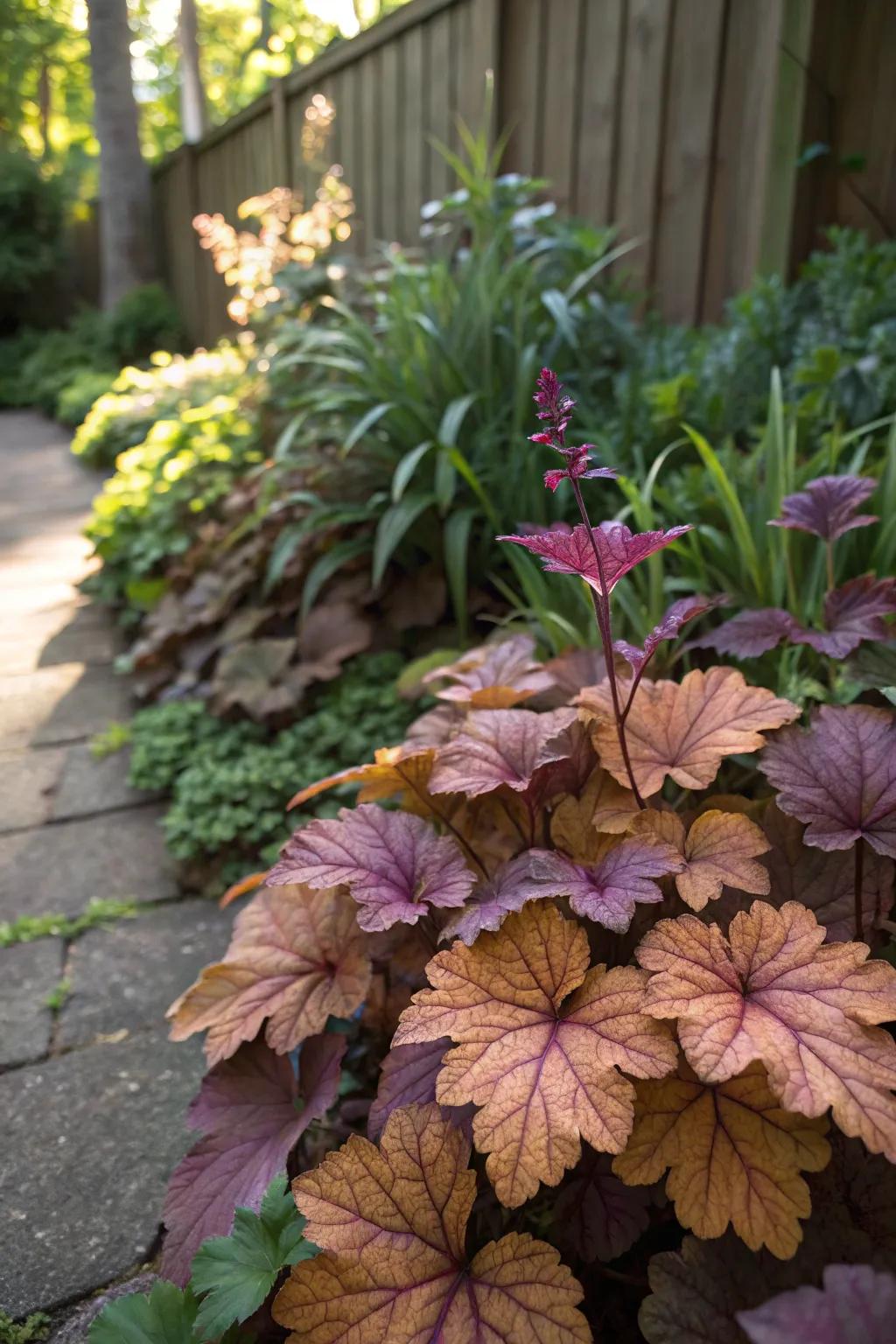 Heuchera provides a splash of color with its vibrant foliage.