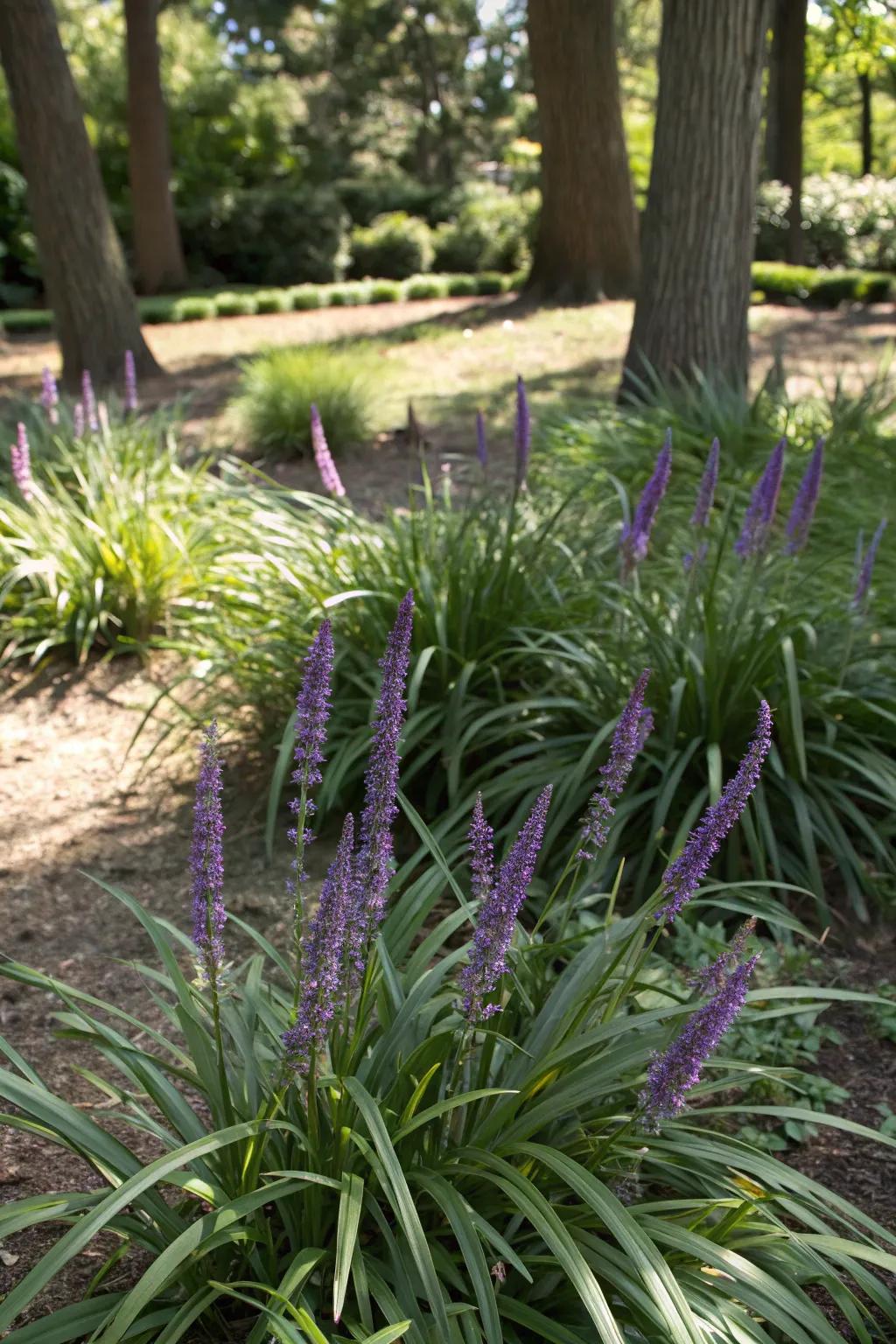 Liriope offers evergreen coverage with its lush foliage.