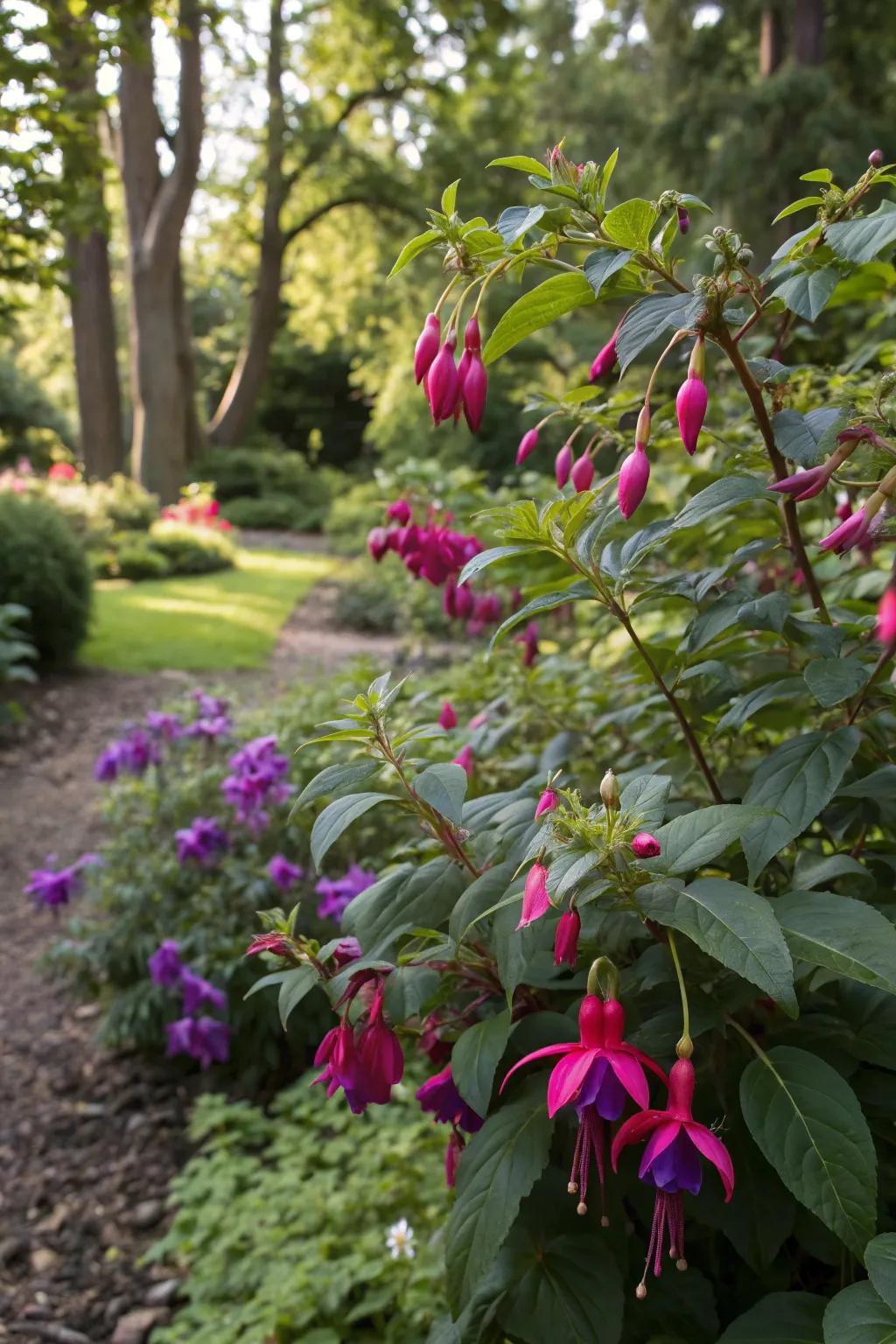 Fuchsias add lively bursts of color with their unique blooms.