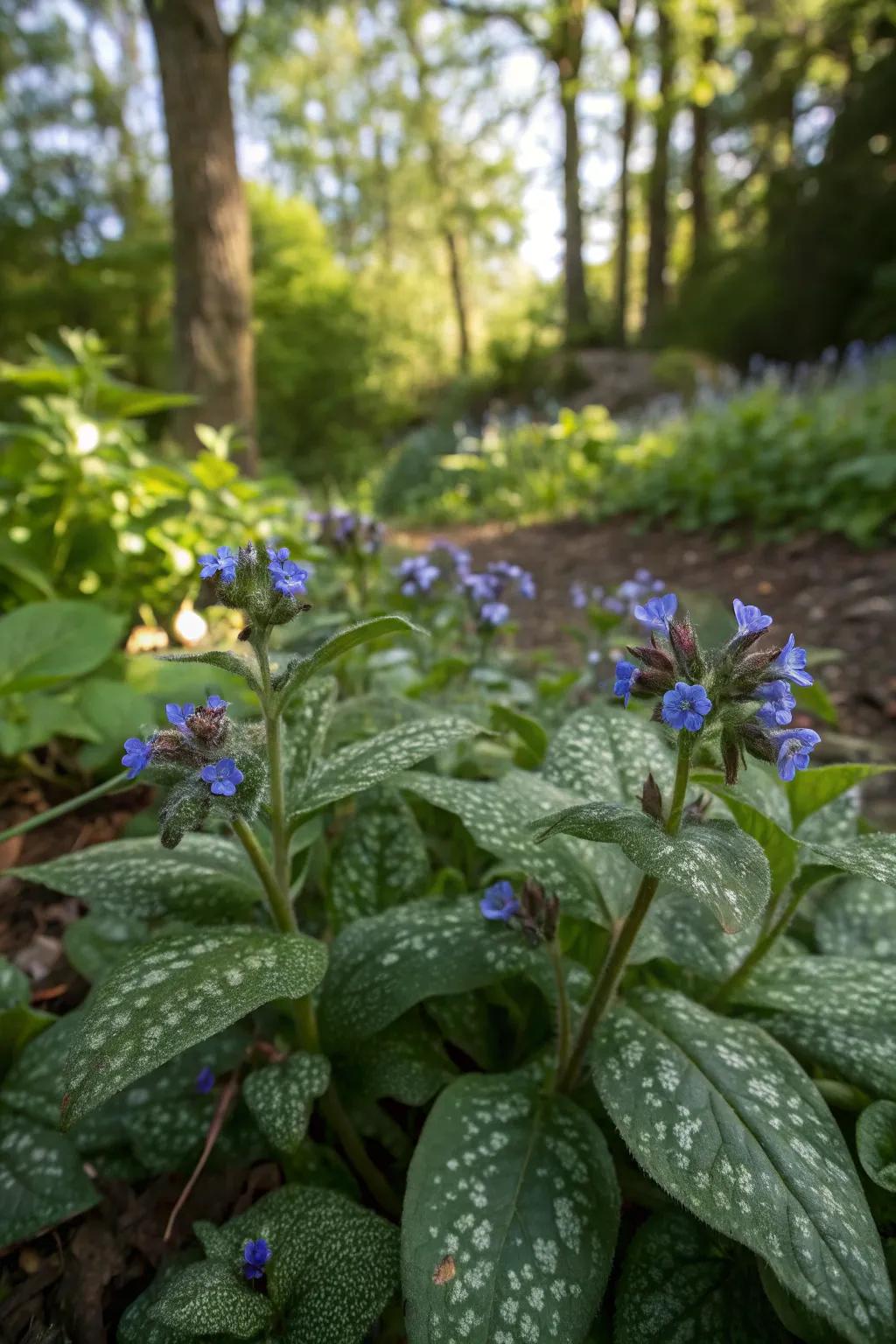 Lungwort adds whimsical charm with its spotted foliage.