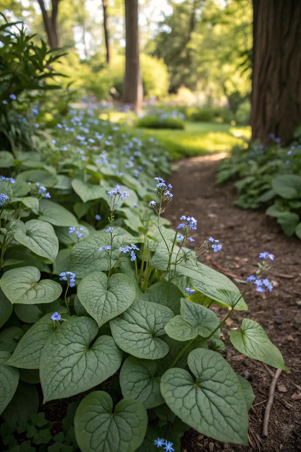 Brunnera adds unique textures with its distinctive foliage.