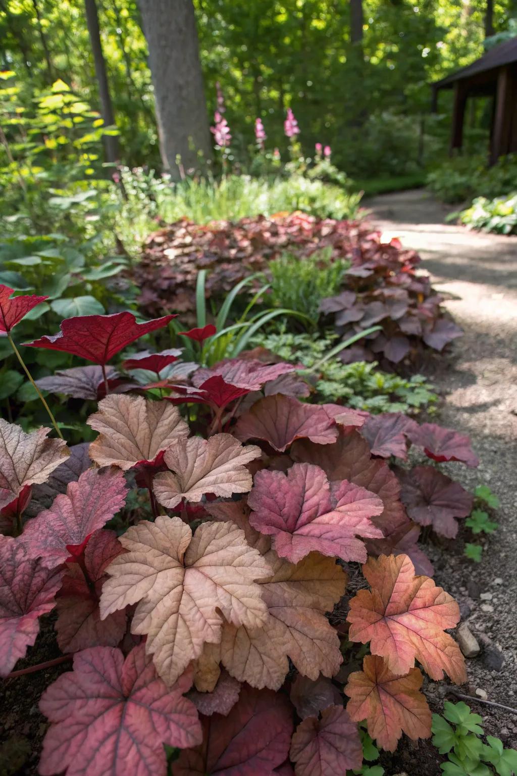 Coral bells create a colorful ground cover in shaded areas.