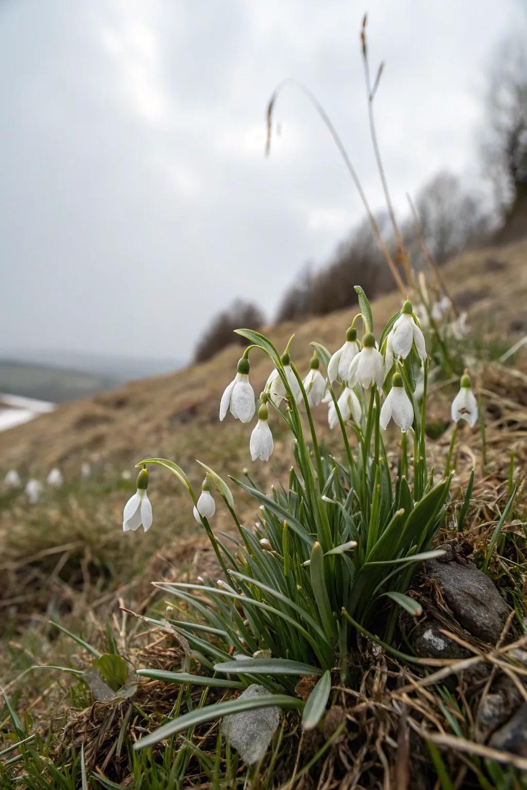 Snowdrops bring early spring cheer with their delicate blooms.