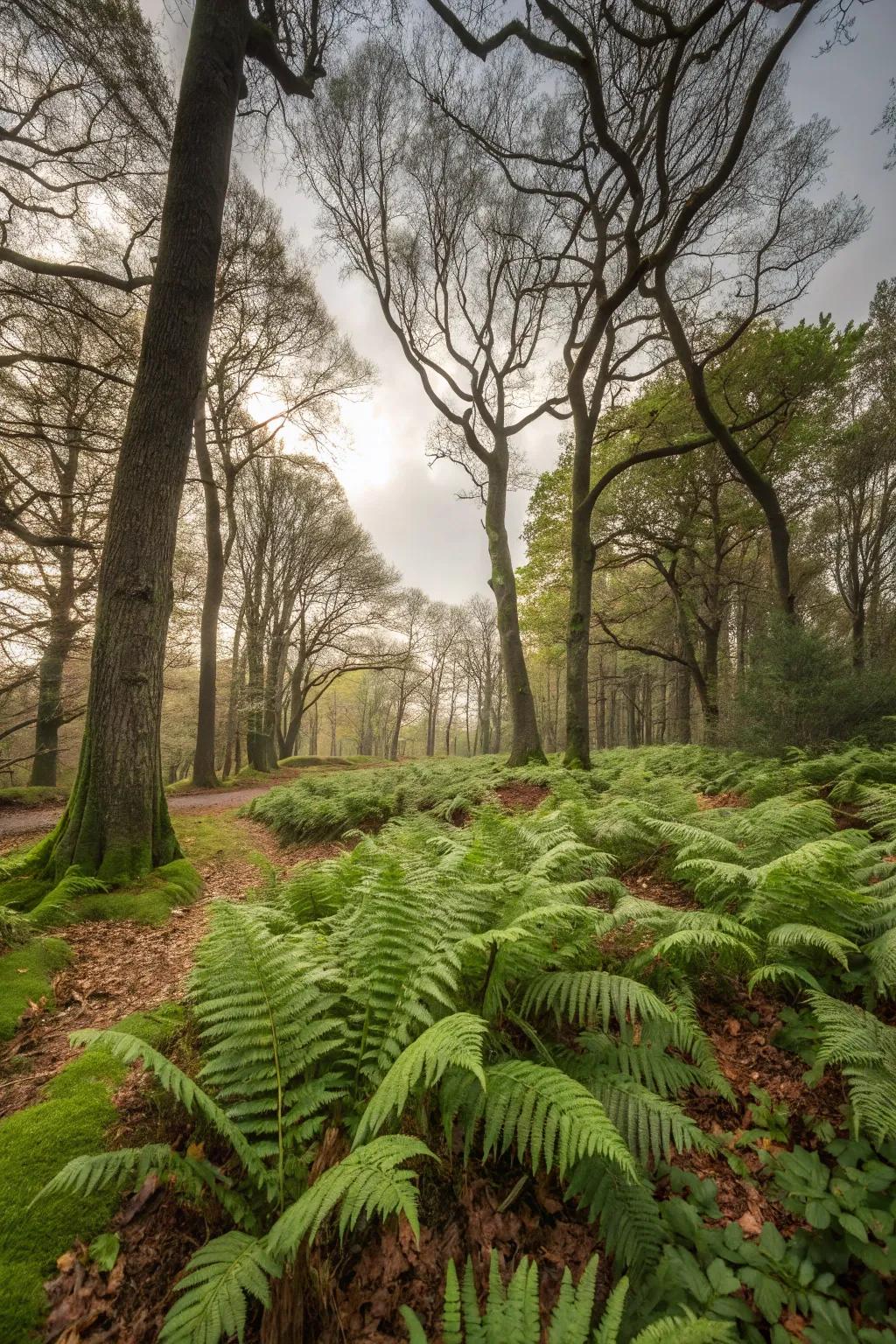 Lush ferns growing as understory beneath taller trees.