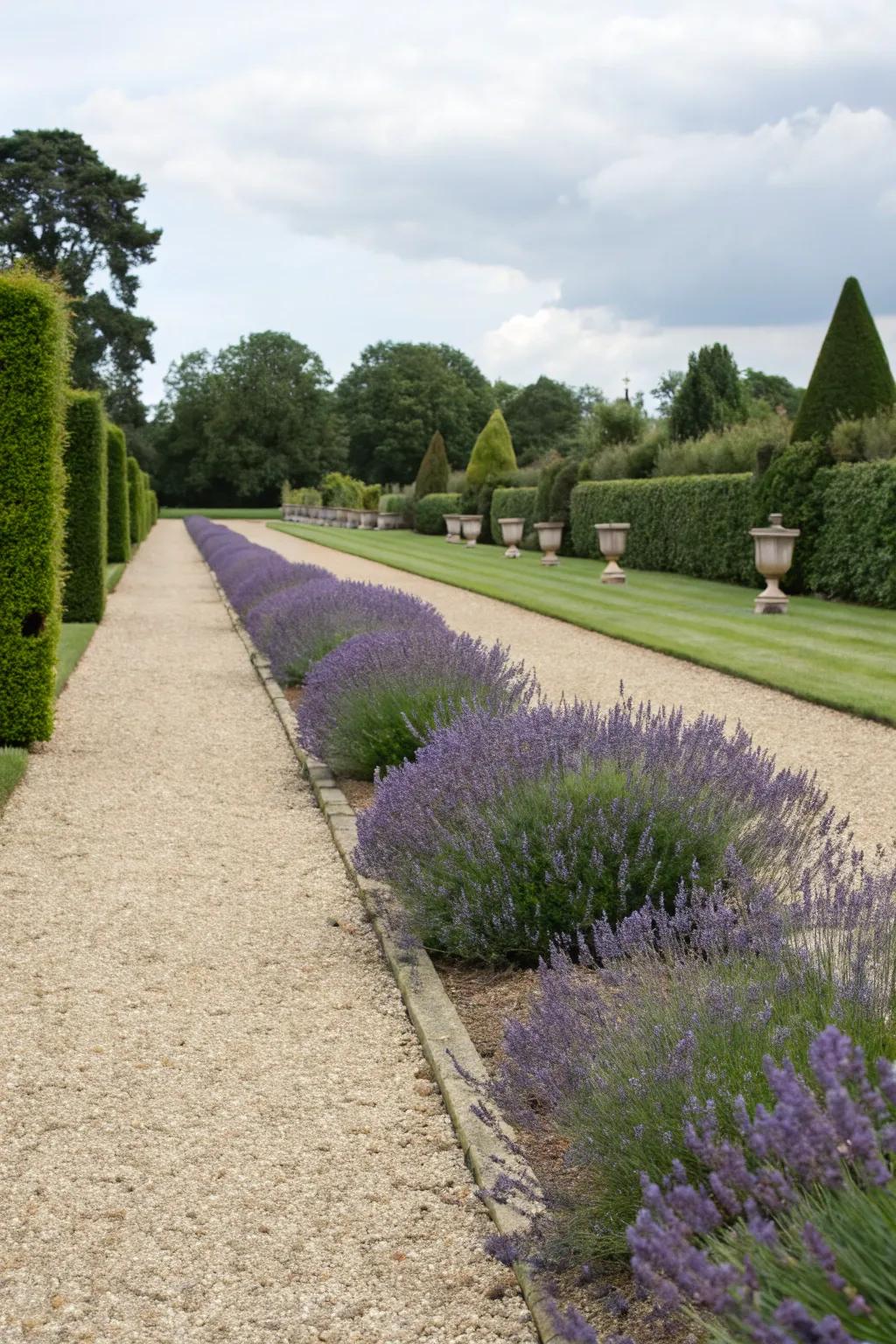 A garden path lined with neatly clipped lavender.