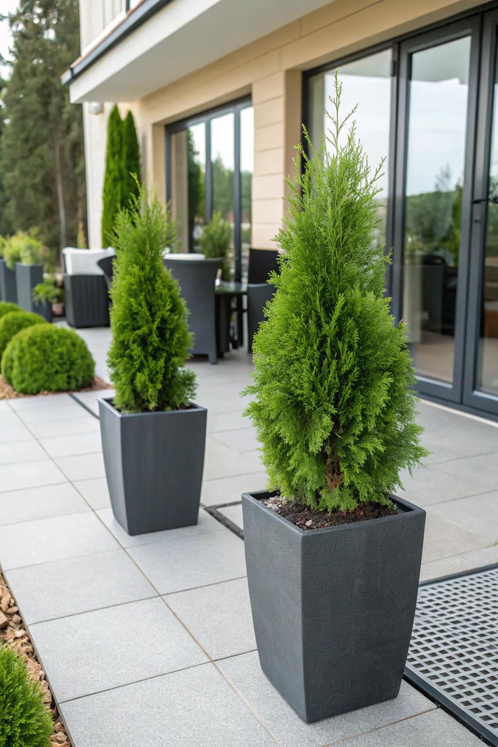 Dwarf emerald green arborvitae in containers, perfect for patios.