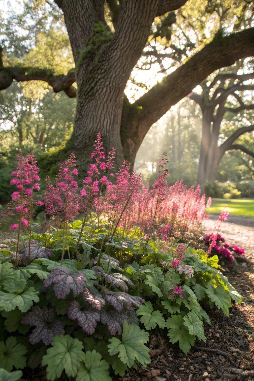 Colorful coral bells adding a splash of color and texture beneath an oak tree.