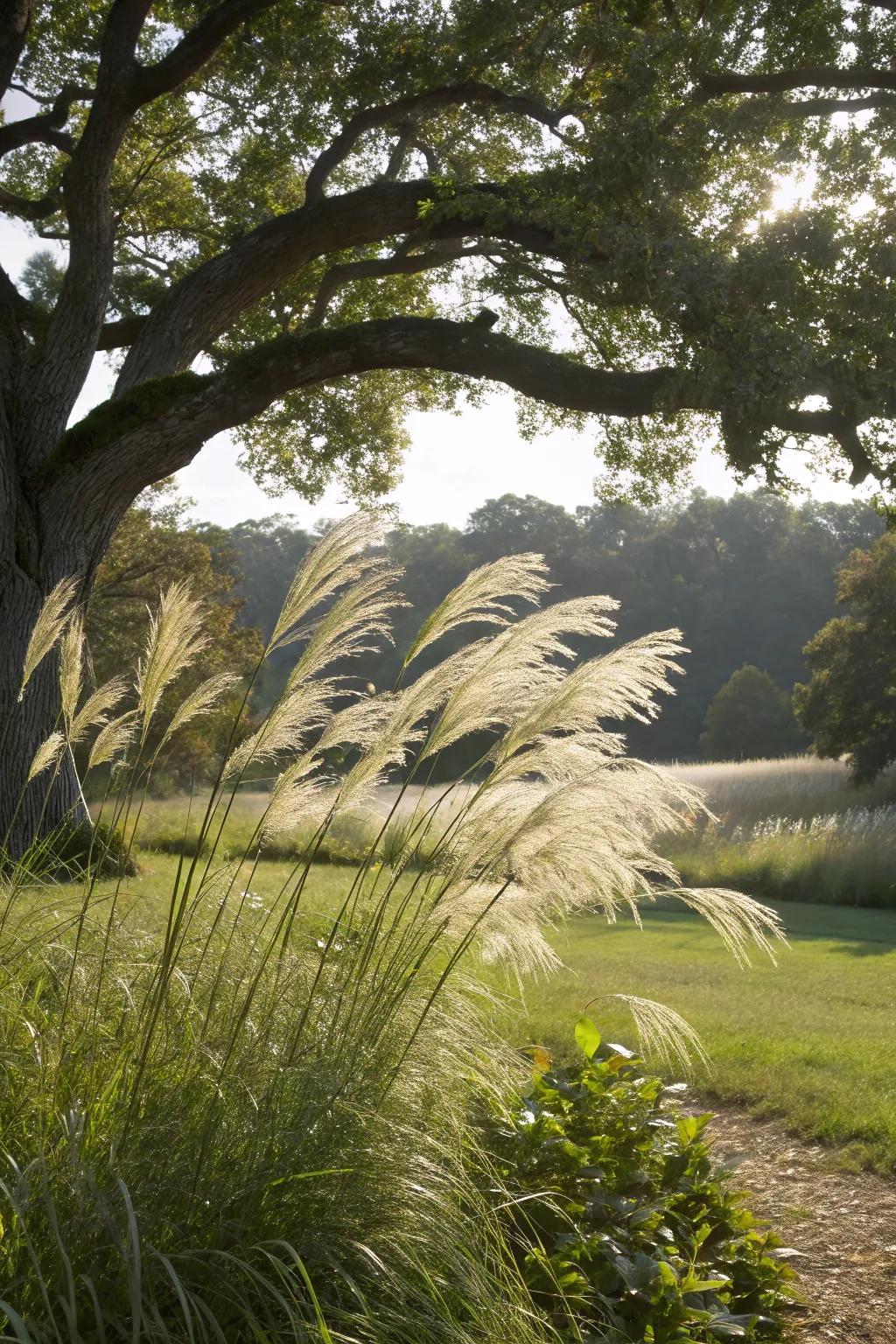 Elegant ornamental grasses adding height and movement under an oak tree.