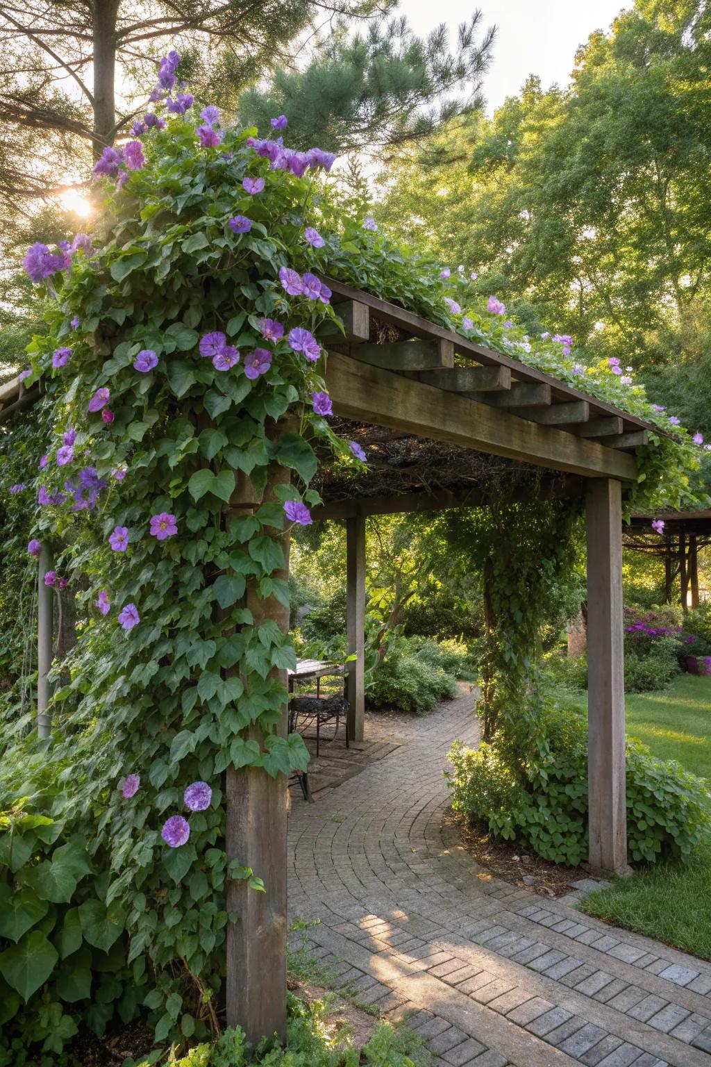 Morning glories offer a floral shade in garden spaces.