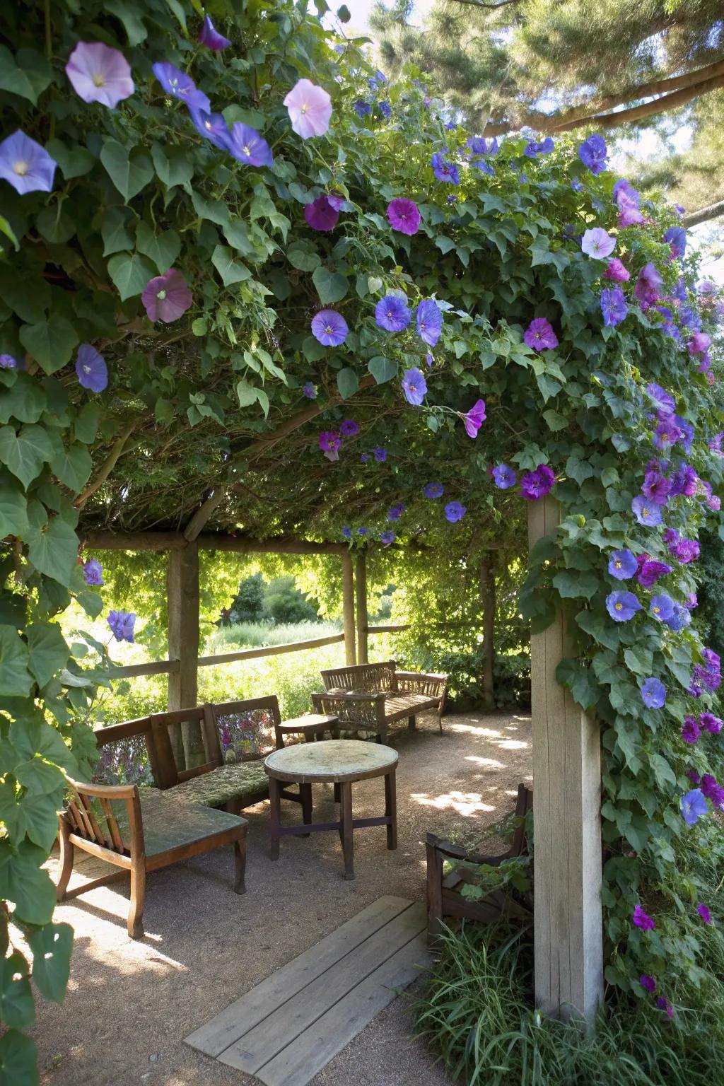 A floral canopy of morning glories creates a dreamy retreat.