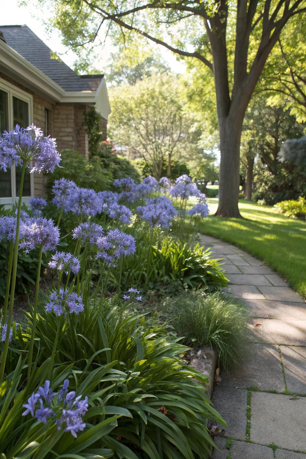 Create cool retreats with shaded agapanthus plantings.