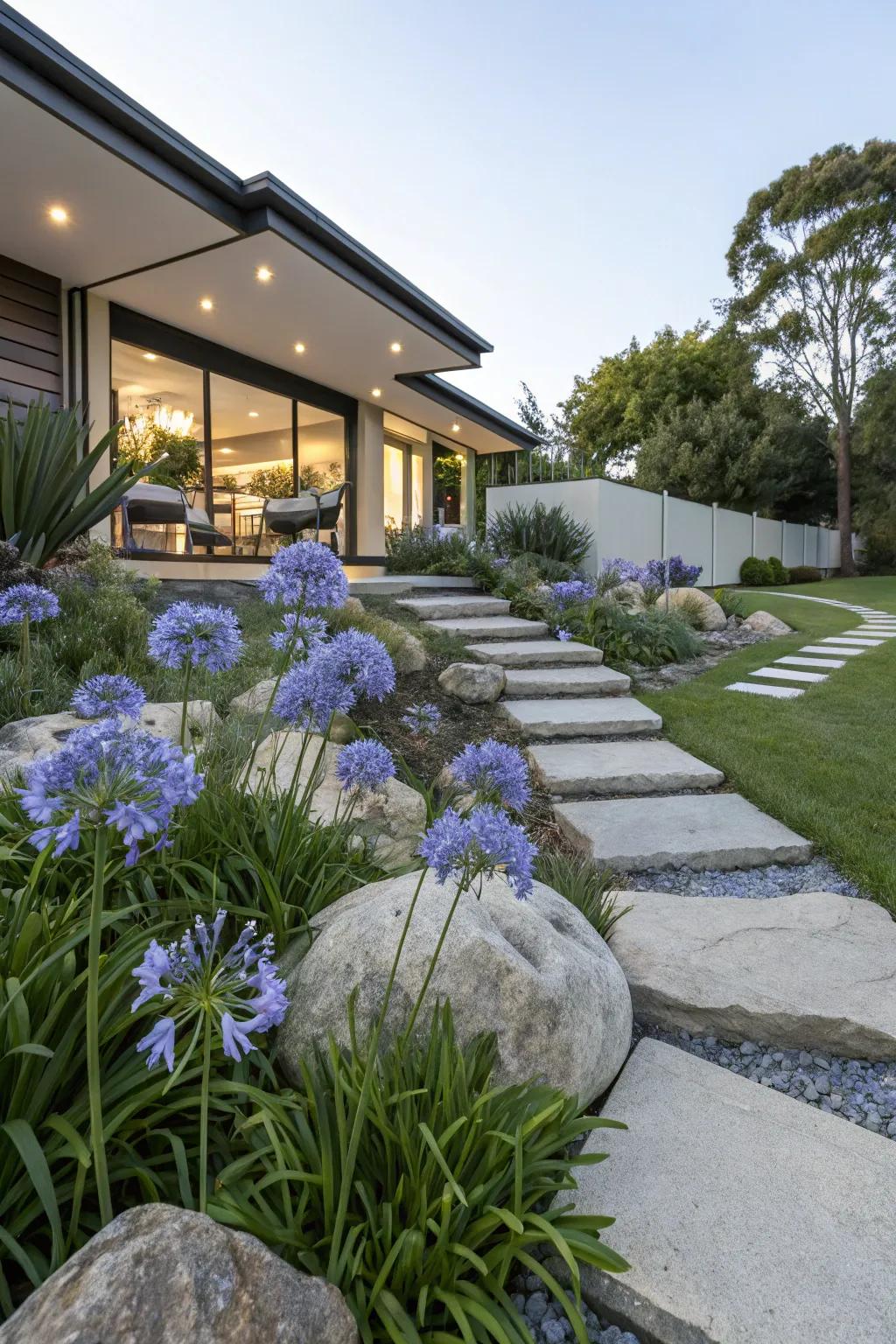 Pair agapanthus with stone features for modern charm.