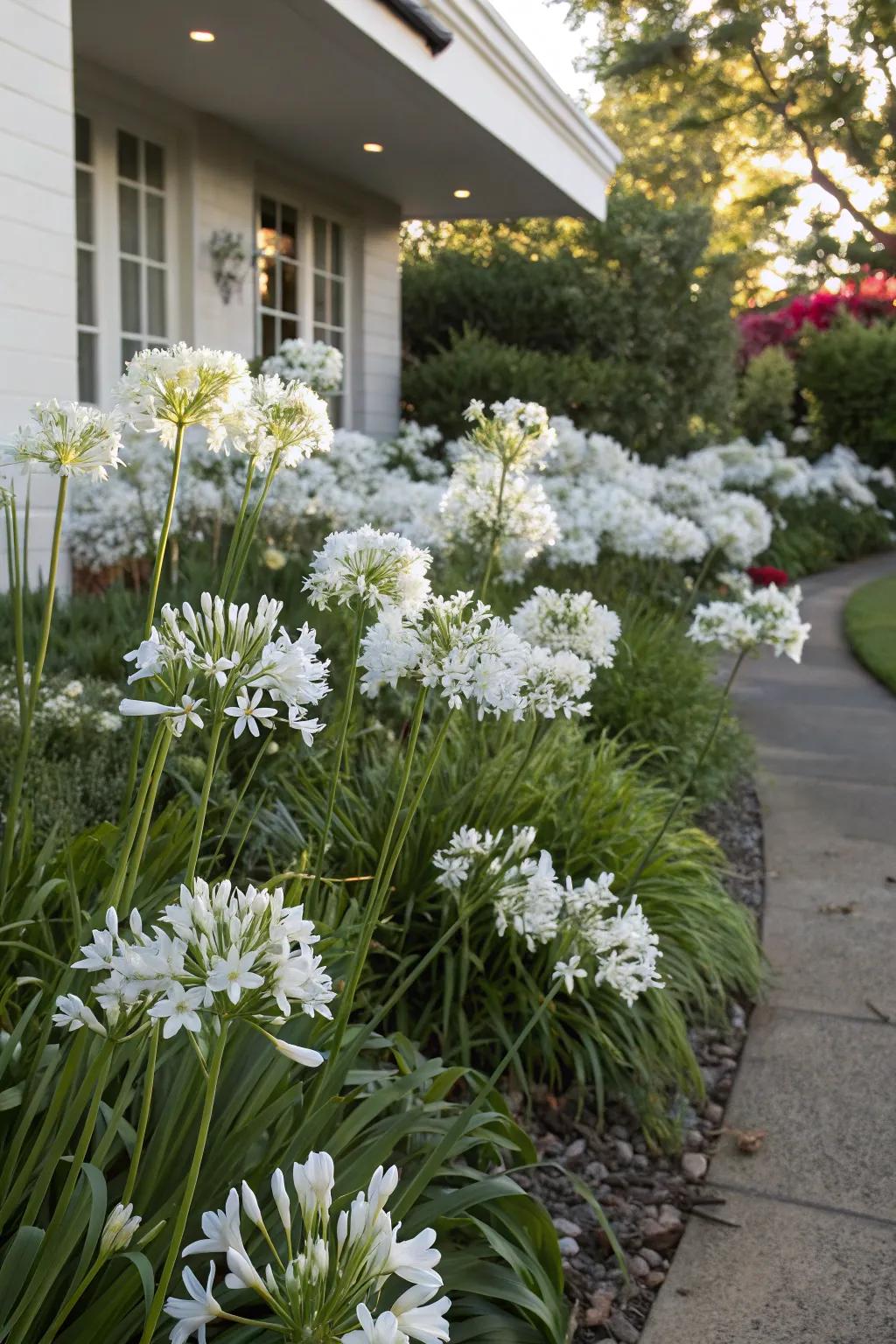Achieve serenity with an all-white agapanthus theme.