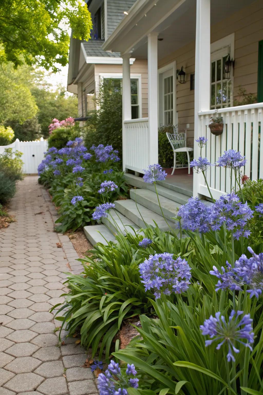 Create guiding borders with agapanthus-lined pathways.