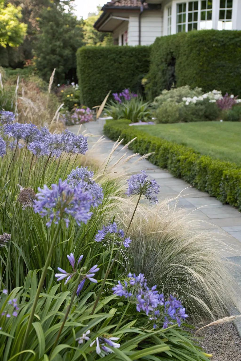 Blend textures with agapanthus and ornamental grasses.