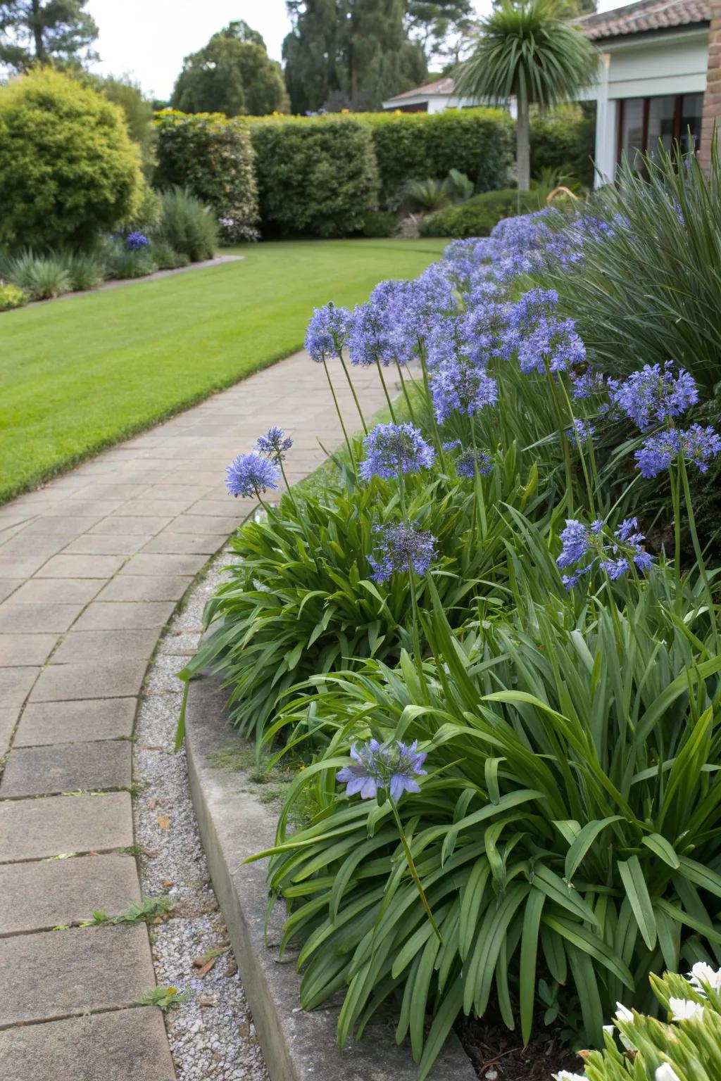 Maintain year-round interest with evergreen agapanthus.