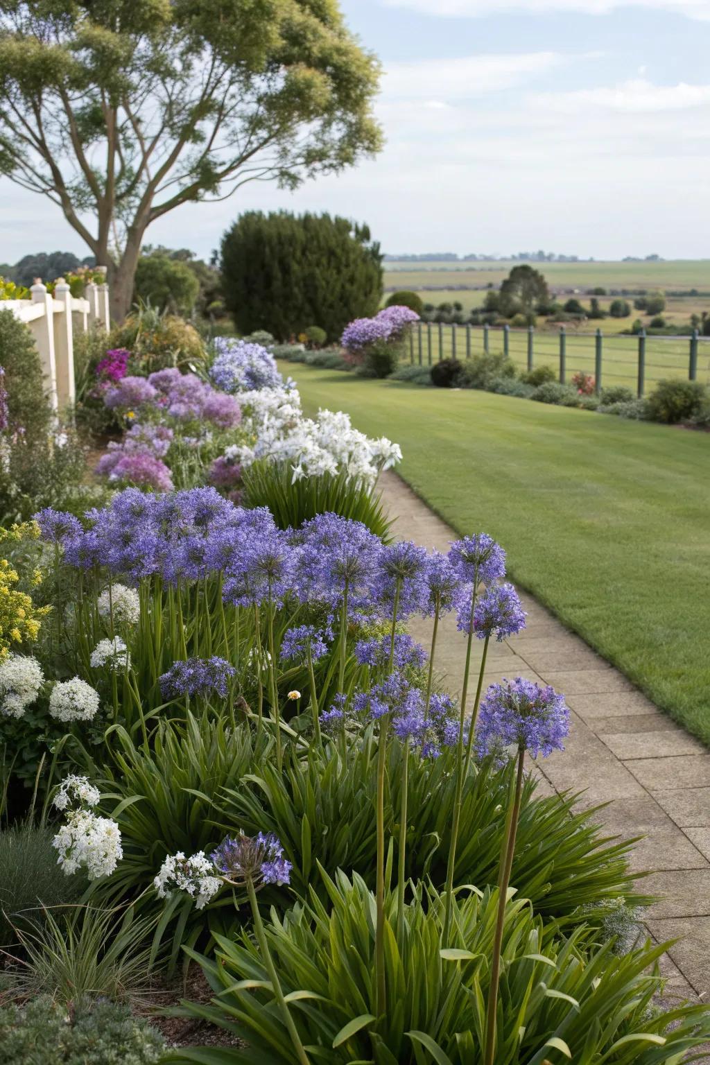 Add dimension with varying heights of agapanthus.
