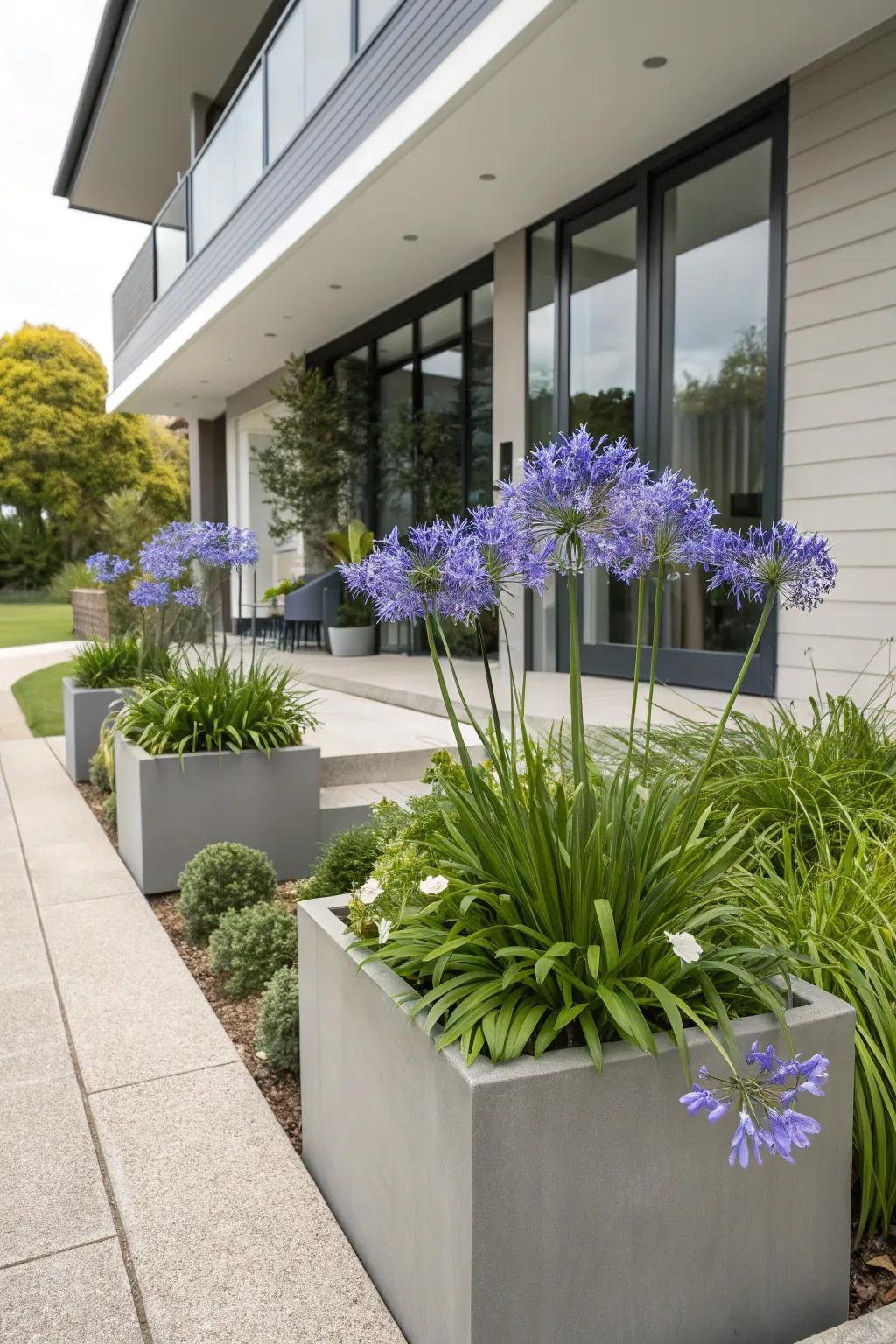 Enhance contemporary settings with sleek agapanthus displays.
