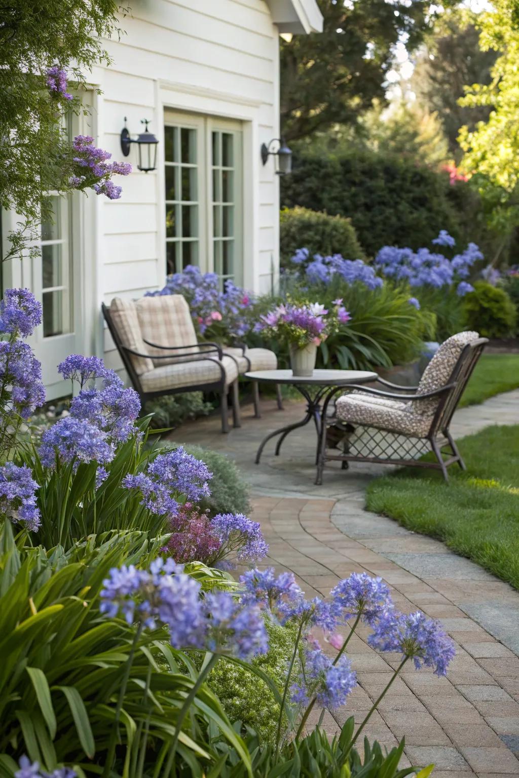 Create serene relaxation corners with agapanthus.