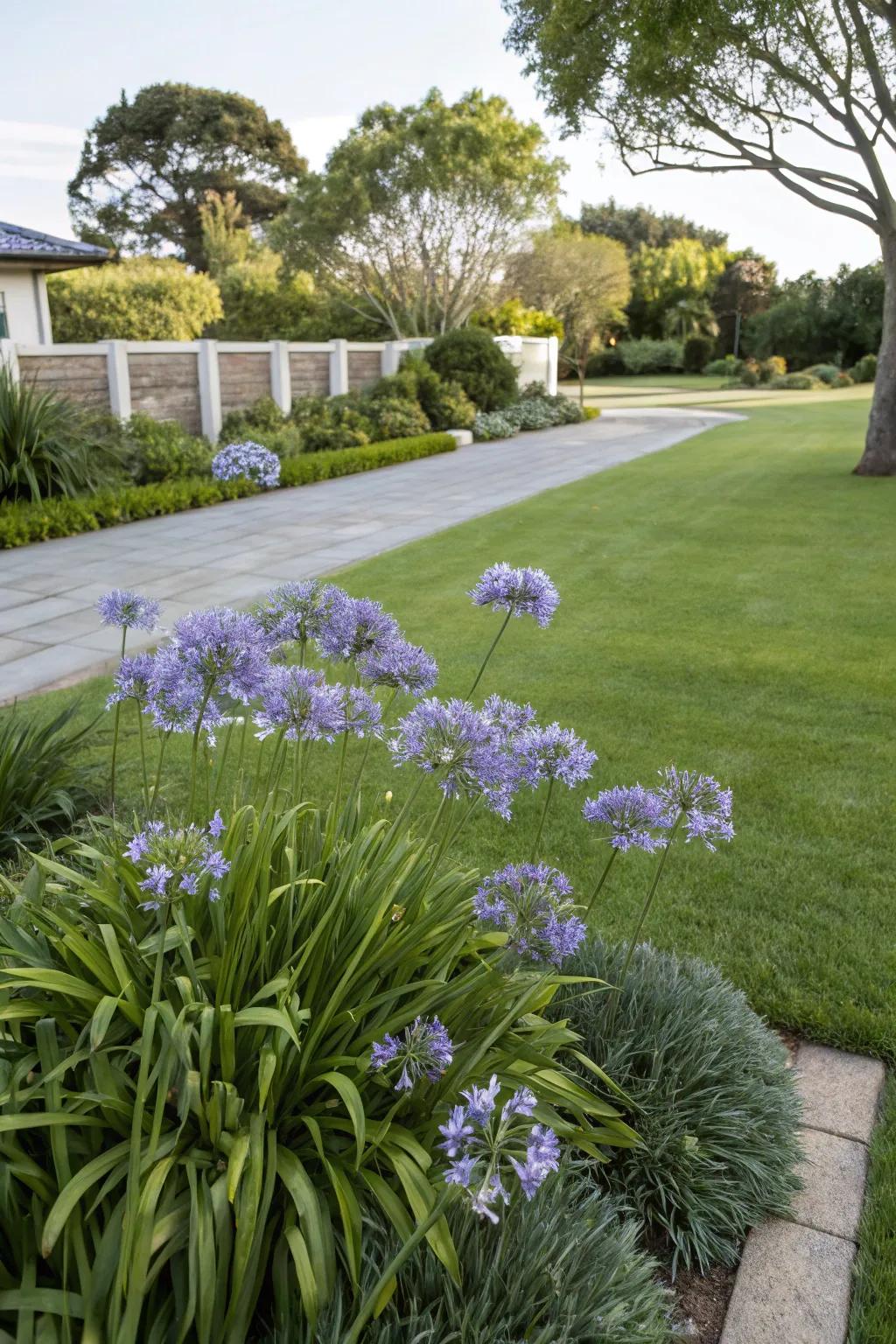 Make a dramatic statement with agapanthus focal points.