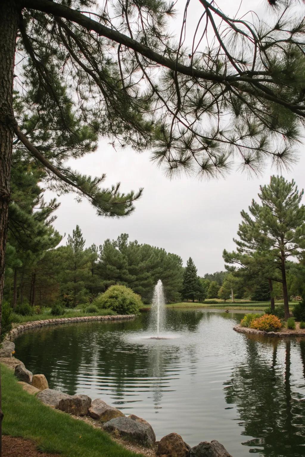 Water feature adding calm near pine trees.