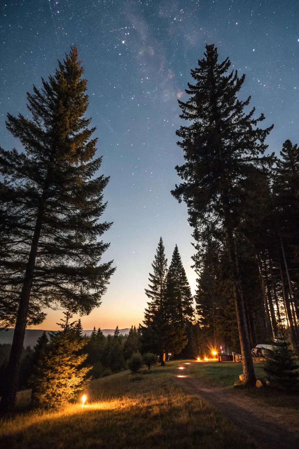Lighting enhances pine trees at night.