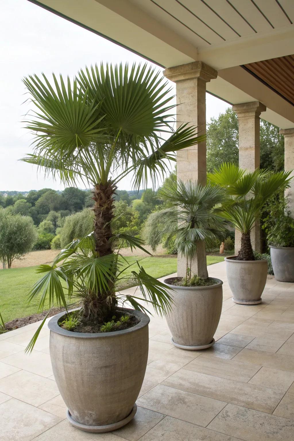 Patio planters featuring versatile windmill palms.