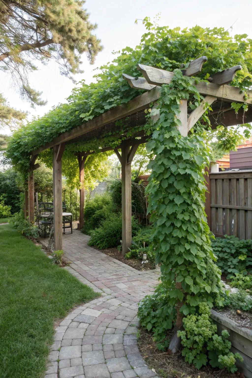A stylish pergola providing shade and beauty.