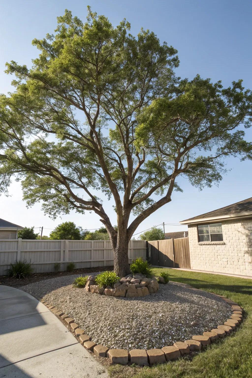 Gravel used to accentuate a standout tree.