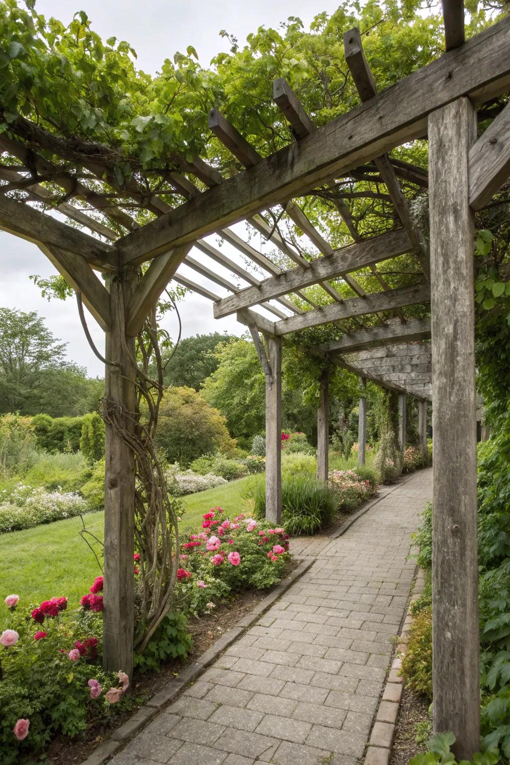 A traditional wooden pergola adorned with thriving grapevines.