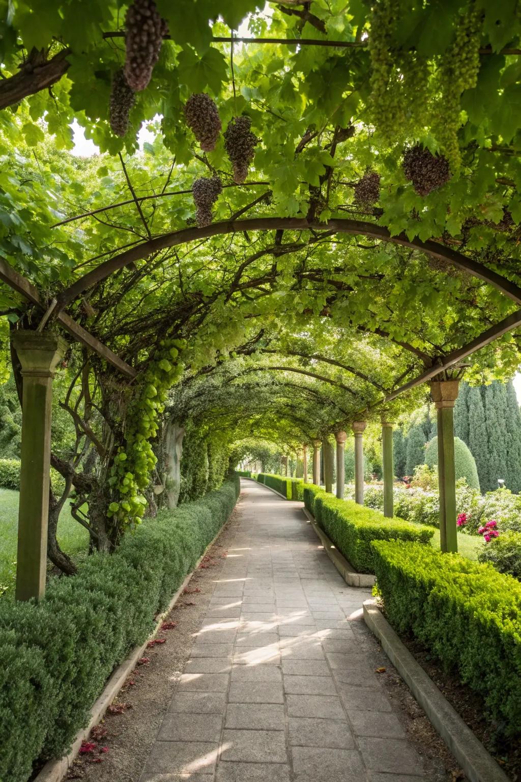 A pathway flanked by grape arbors forms a picturesque garden tunnel.