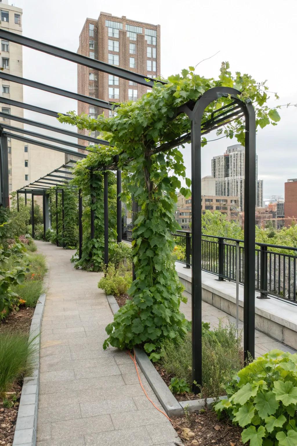 A modern take on the grape arbor with a minimalist metal frame.