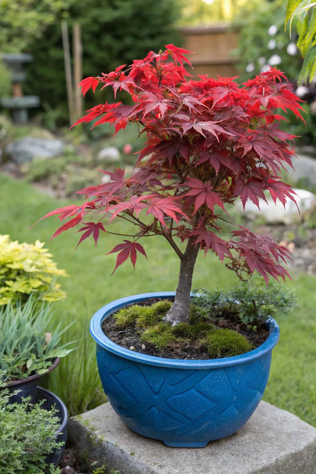 Vivid red Japanese maple contrasting with a cobalt blue planter.