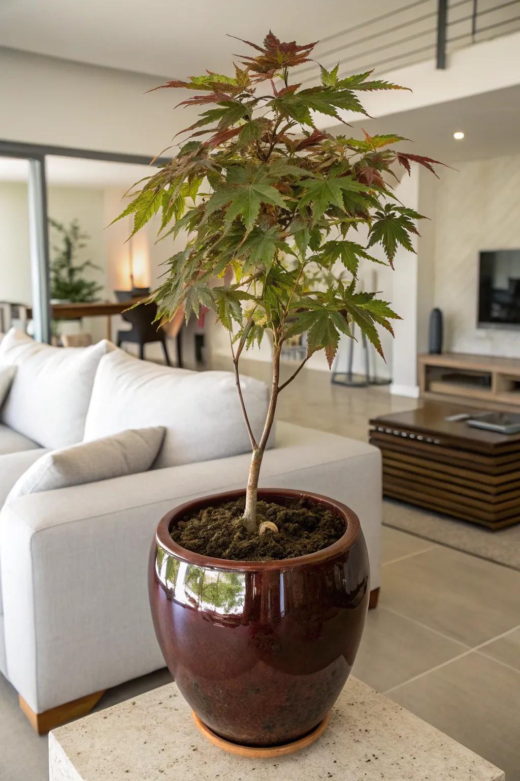 Japanese maple enlivening an indoor space in a sculpted ceramic pot.