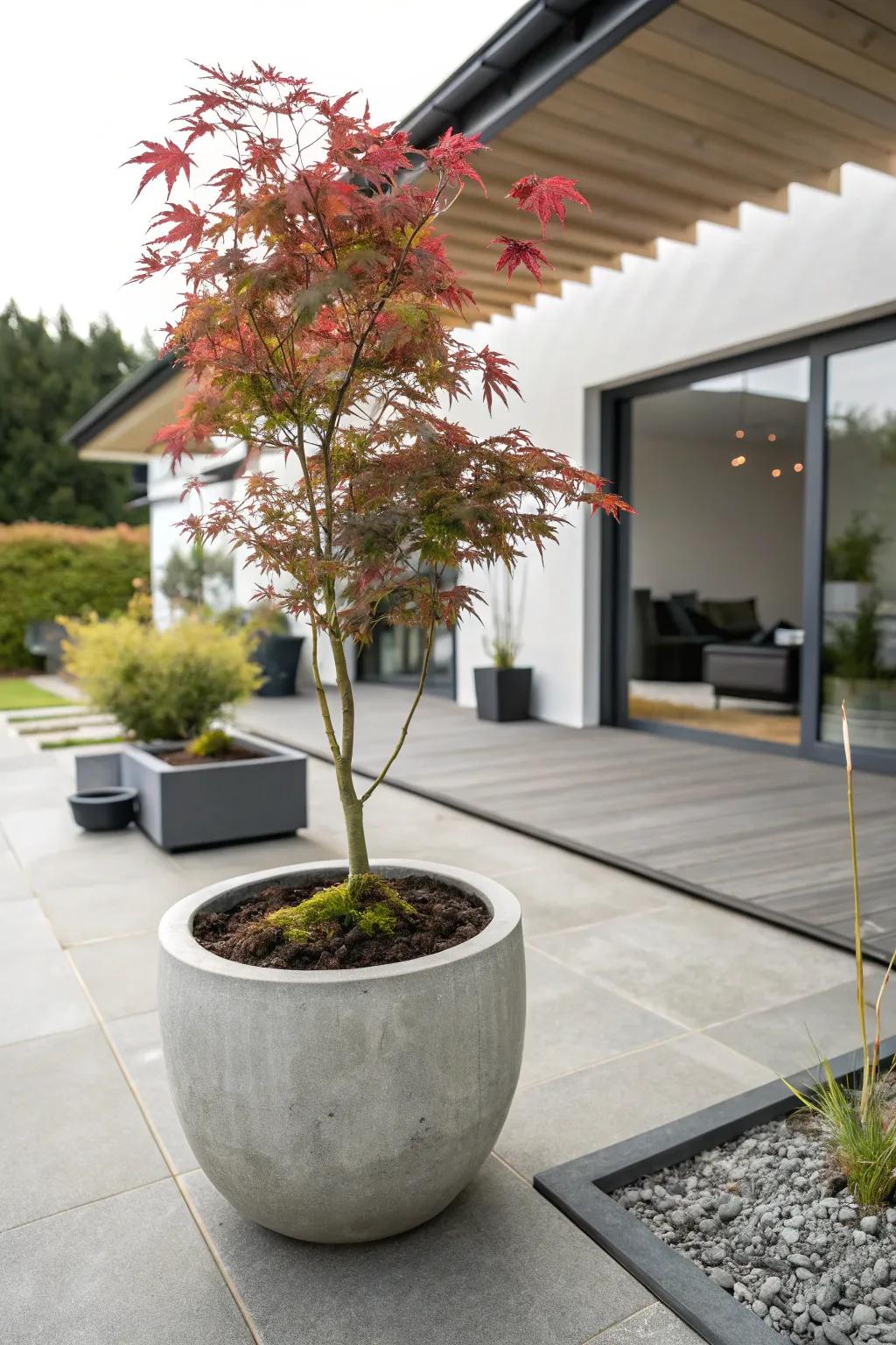 Japanese maple artistically showcased in a minimalist concrete planter.