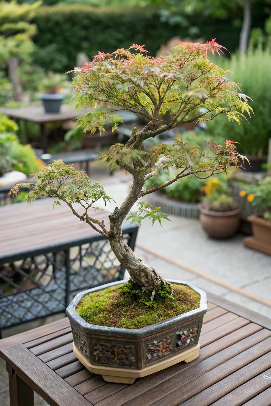 Miniature Japanese maple bonsai thriving in a decorative container.
