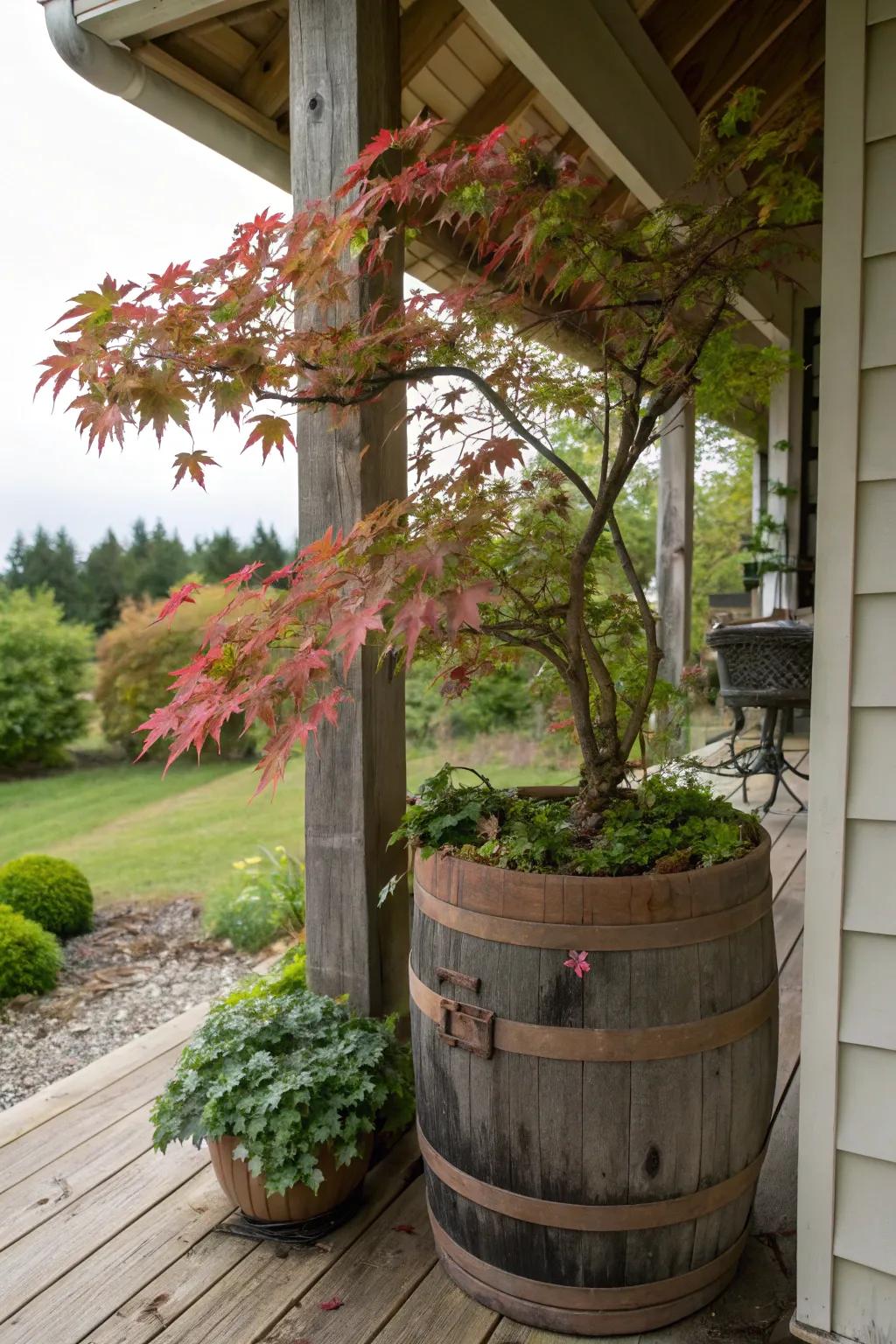 A Japanese maple adding rustic elegance from a whiskey barrel planter.