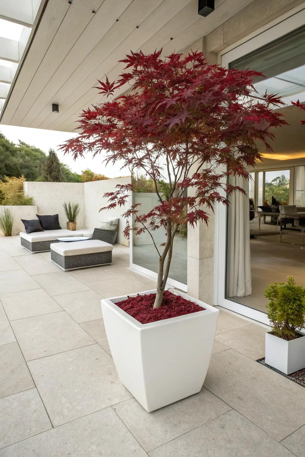 Japanese maple making a refined statement in a minimalist planter.