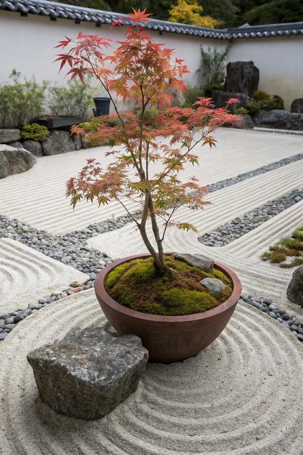 Peaceful Japanese maple amid a Zen-inspired garden pot setup.