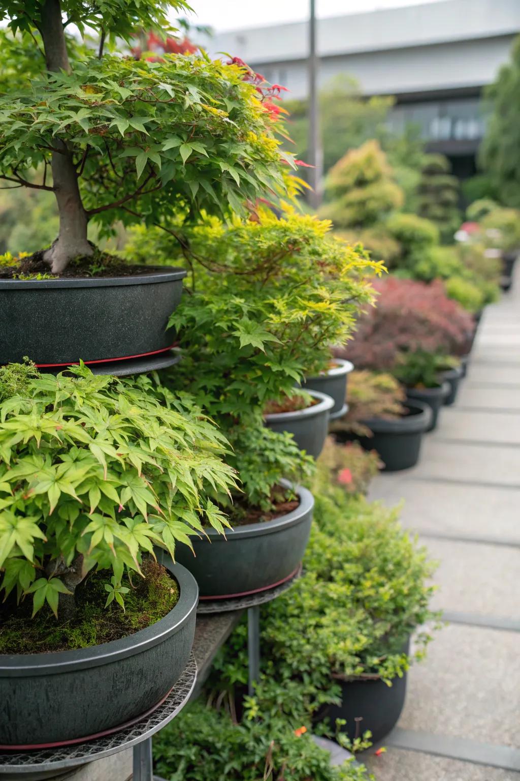 Layered planter design featuring Japanese maples for added dimension.