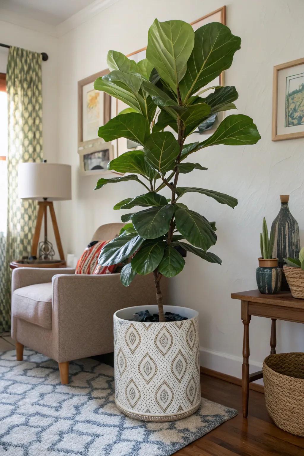 Lush large indoor plant brightening a corner.