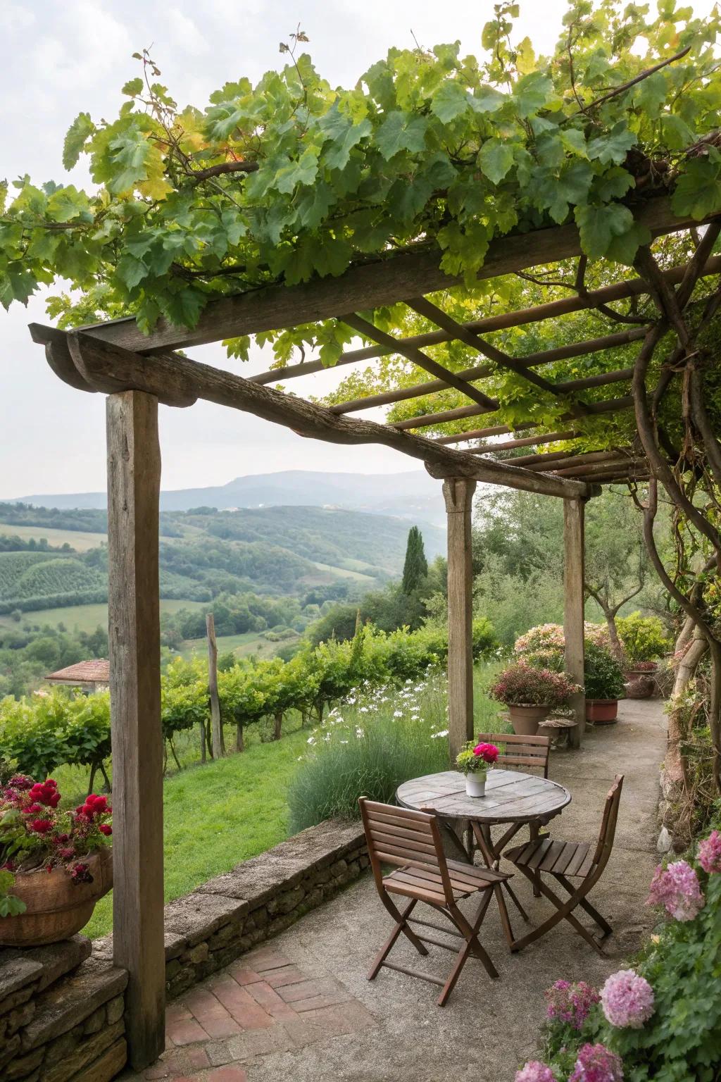 A wooden pergola adorned with grapevines creates a shaded haven for relaxation.