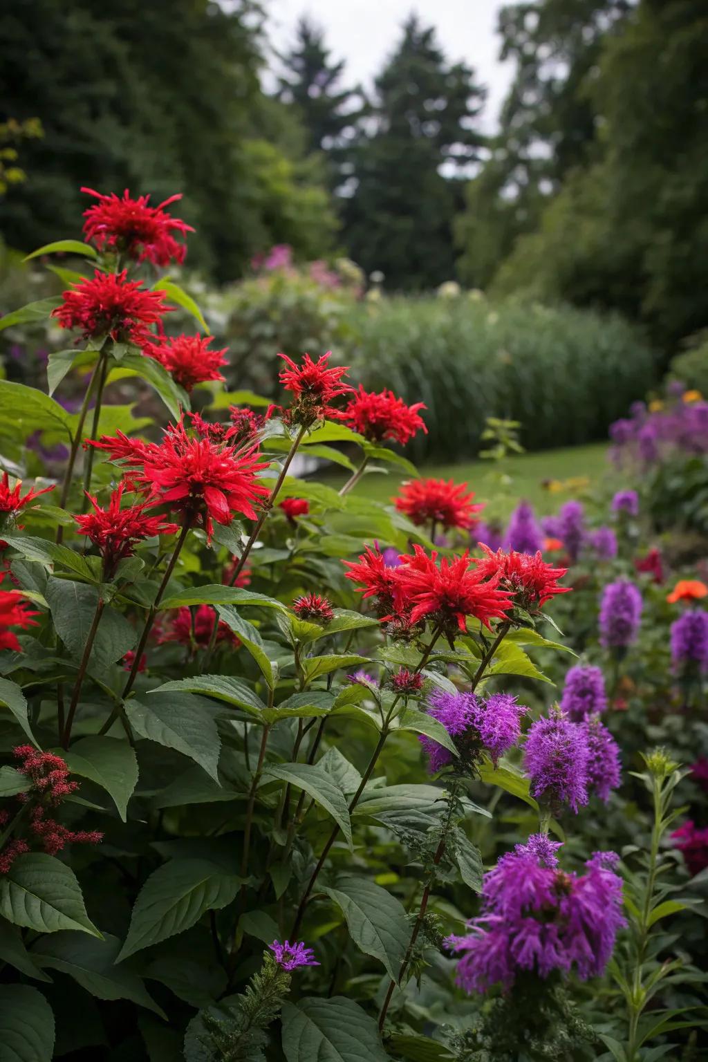 Colorful flowers create a dramatic contrast in the garden.