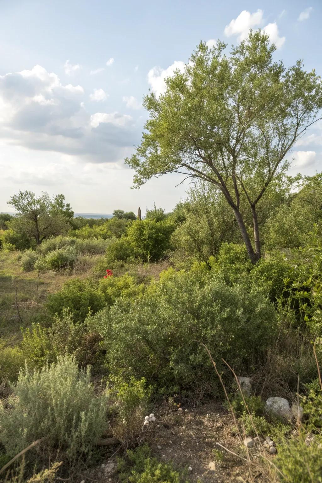 Shrubs and bushes bring structure and greenery.