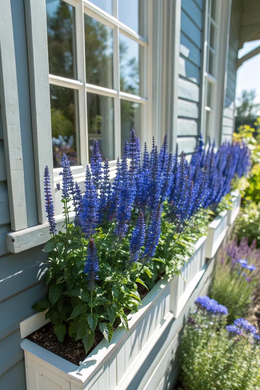 Tall and elegant, Salvia adds height and beauty to sunny window boxes.
