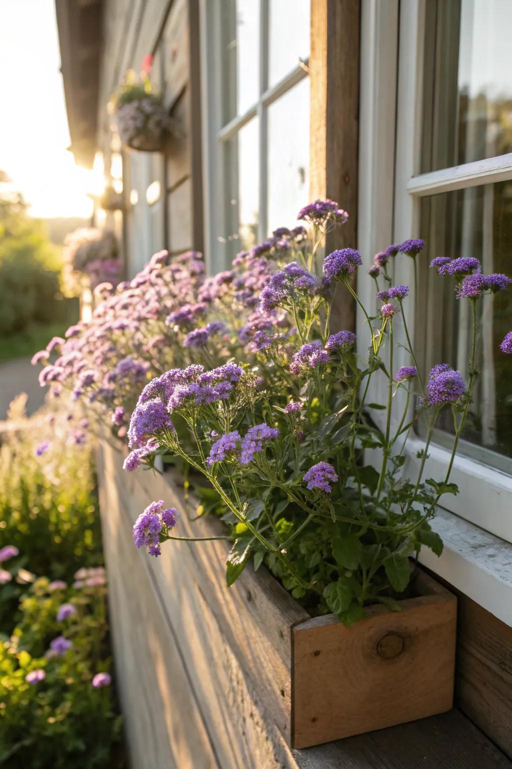 Heliotrope provides fragrance and elegance in sunny window boxes.
