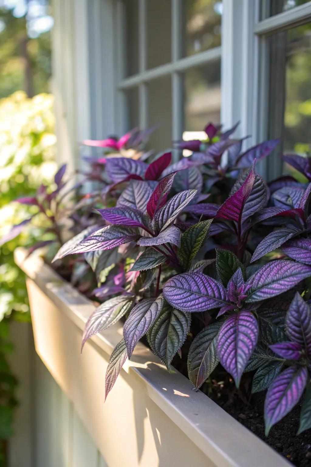 Persian Shield adds unique texture and color to sunny window boxes.