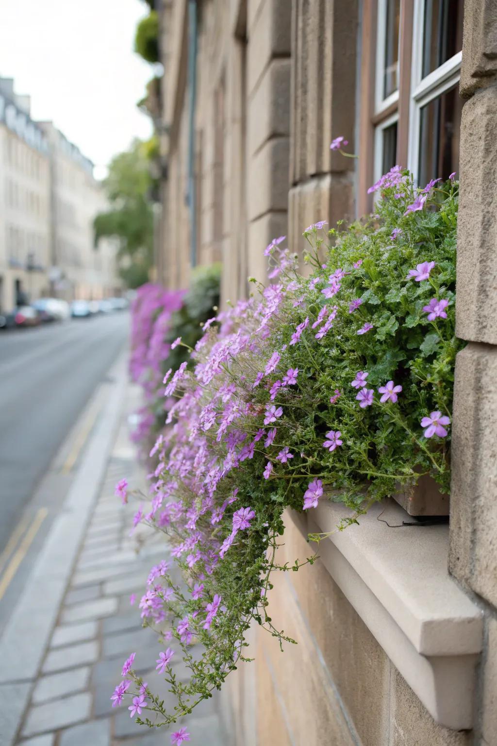 Trailing Verbena adds a soft, romantic touch to sunny window boxes.